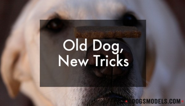 OldDogNewTricks